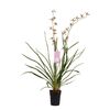 Storczyk Cymbidium erythreanum 90 - 95 cm