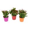 Kaktus wielkanocny MIX 25 cm