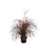 Rozplenica 'Fireworks' 55 - 65 cm