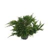 Jałowiec płożący 'Andorra Variegata' 25 - 30 cm
