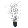 Corokia 35 - 40 cm