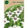 Mieczyk abisyński BICOLOR 10 szt. GEOLIA
