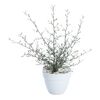 Corokia w osłonce ceramicznej 30 cm