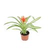 Bromelia MIX 20 - 40 cm