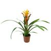 Guzmania MIX 40 cm