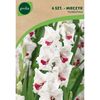 Mieczyk FIORENTINA 6 szt. GEOLIA