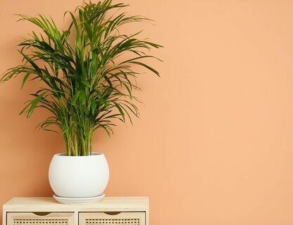 Areka – idealna palma do Twojego domu