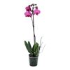 Storczyk Falenopsis 1 pęd MIX 55 - 70 cm