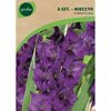 Mieczyk PURPLE FLORA 6 szt. GEOLIA