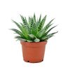 Aloes Ościsty 15 cm