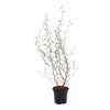 Sophora 'Little Baby' 35 - 40 cm