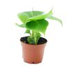 Bananowiec karłowaty 18 cm