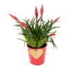 Fryzea HEART 50 cm