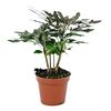 Dizygoteka wytworna 20 cm