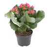 Kalanchoe QUEEN CLARA PINK 25 cm
