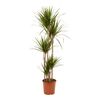 Dracena Obrzeżona 180 cm