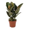Figowiec sprężysty MIX 50 - 60 cm