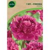 Piwonia KANSAS 1 szt. GEOLIA