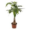 Pachira wodna 40 cm