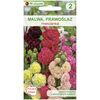 Nasiona kwiatów MIESZANKA Malwa (Prawoślaz) W. LEGUTKO