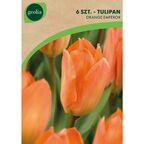 Tulipan pełny późny ORANGE EMPEROR 6szt. GEOLIA