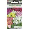 Lwia paszcza niska MIESZANKA W. LEGUTKO