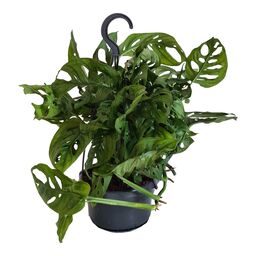 Monstera Monkey Leaf wisząca 30 cm