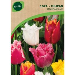Tulipan strzępiasty mix 5szt. cebulki kwiatów Geolia