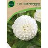 Dalia pomponowa SNOWFLAKE 1 szt. GEOLIA