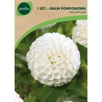 Dalia pomponowa SNOWFLAKE 1szt. GEOLIA