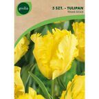 Tulipan papuzi TEXAS GOLD 5szt. GEOLIA