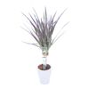 Dracena obrzeżona 30 - 35 cm