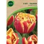 Tulipan pełny późny DOUBLE FOCUS 5szt. GEOLIA