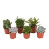 Sukulent MIX 12 cm