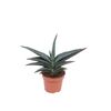 Sansewieria Robusta 30 cm
