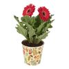 Gerbera w ozdobnej osłonce MIX 27 cm