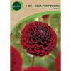 Dalia pomponowa NATAL 1 szt. GEOLIA