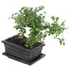 Bonsai MIX 20 - 30 cm