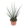 Sansewieria bacularis Mikado 30 cm