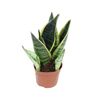 Sansewieria gwinejska Superba 30 cm