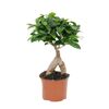 Bonsai Ficus Ginseng 35 cm