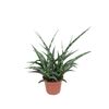 Sansewieria Fernwood punk 20 cm