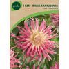Dalia kaktusowa STAR'S FAVOURITE 1 szt. GEOLIA