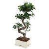 Bonsai Ficus Ginseng 60 cm