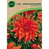Begonia strzępiasta ORANGE FUBUKI 1 szt. cebulki kwiatów GEOLIA
