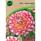 Dalia dekoracyjna HAWAII 1szt. GEOLIA