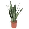 Sansewieria Zeylanica 50 cm