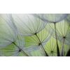 Fototapeta DMUCHAWIEC 368 x 254 cm