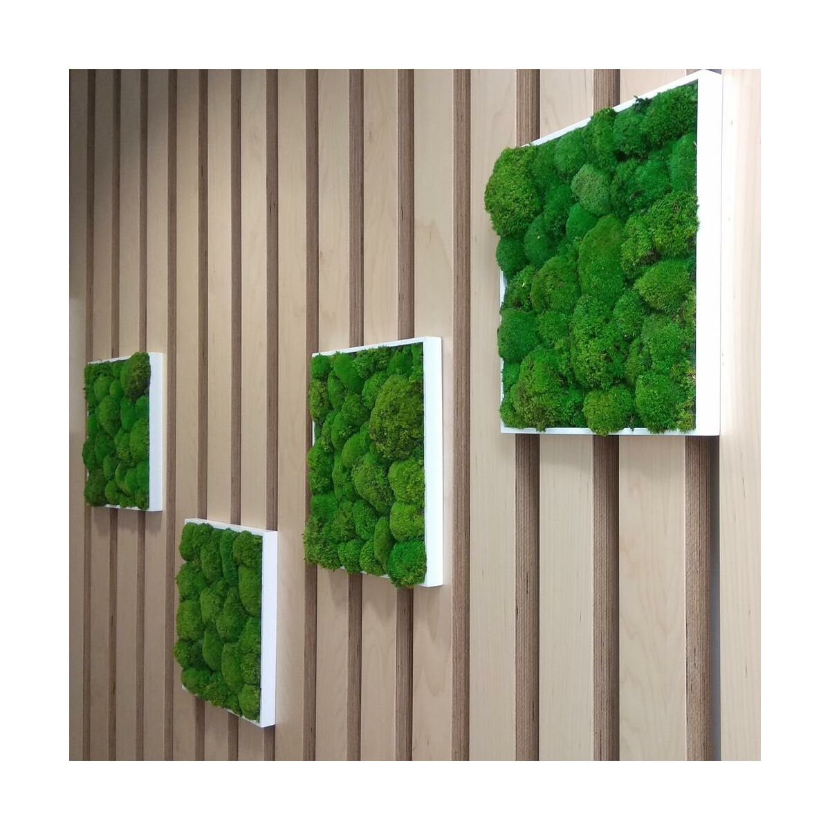 Mech poduszkowy 40 g do lasu w słoiku - Mech, szyszki i artykuły