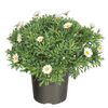 Margerytka (Złocień krzewiasty kula) 25 - 30 cm
